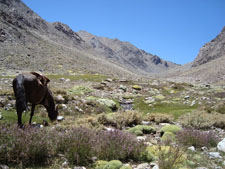 Chile-Northern Chile-Norte Chico Condor Trail